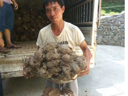 湖南創(chuàng)蕈農(nóng)業(yè)科技有限公司,懷化食用菌種植銷售,懷化羊肚菌種植銷售,懷化赤松茸種植銷售