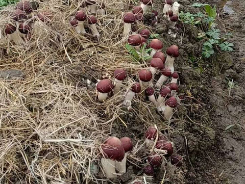 湖南創(chuàng)蕈農(nóng)業(yè)科技有限公司,懷化食用菌種植銷售,懷化羊肚菌種植銷售,懷化赤松茸種植銷售