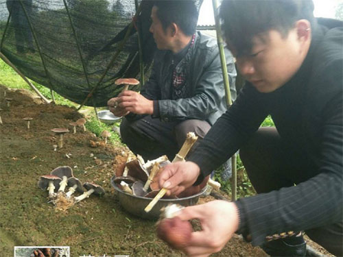 湖南創(chuàng)蕈農(nóng)業(yè)科技有限公司,懷化食用菌種植銷售,懷化羊肚菌種植銷售,懷化赤松茸種植銷售