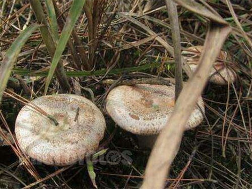 湖南創(chuàng)蕈農(nóng)業(yè)科技有限公司,懷化食用菌種植銷售,懷化羊肚菌種植銷售,懷化赤松茸種植銷售