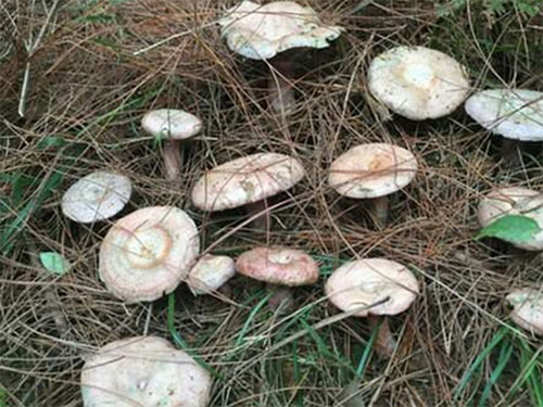 湖南創(chuàng)蕈農(nóng)業(yè)科技有限公司,懷化食用菌種植銷售,懷化羊肚菌種植銷售,懷化赤松茸種植銷售